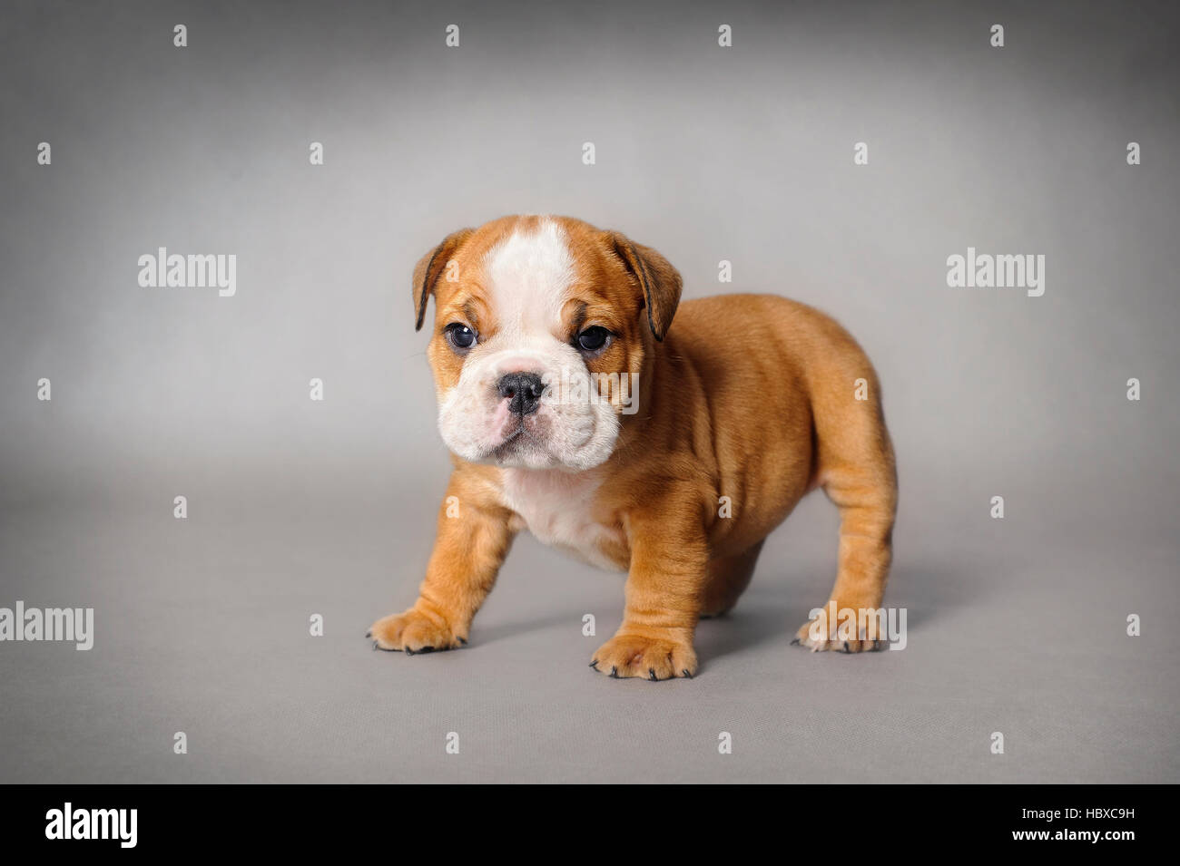https://c8.alamy.com/comp/HBXC9H/english-bulldog-puppy-on-grey-background-HBXC9H.jpg