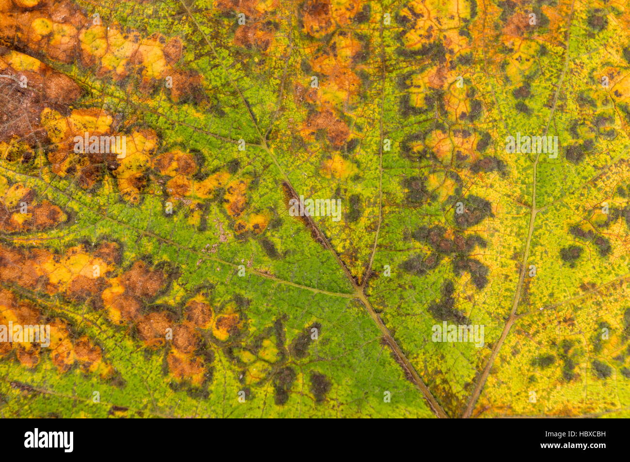 Big leaf maple tree hi-res stock photography and images - Alamy