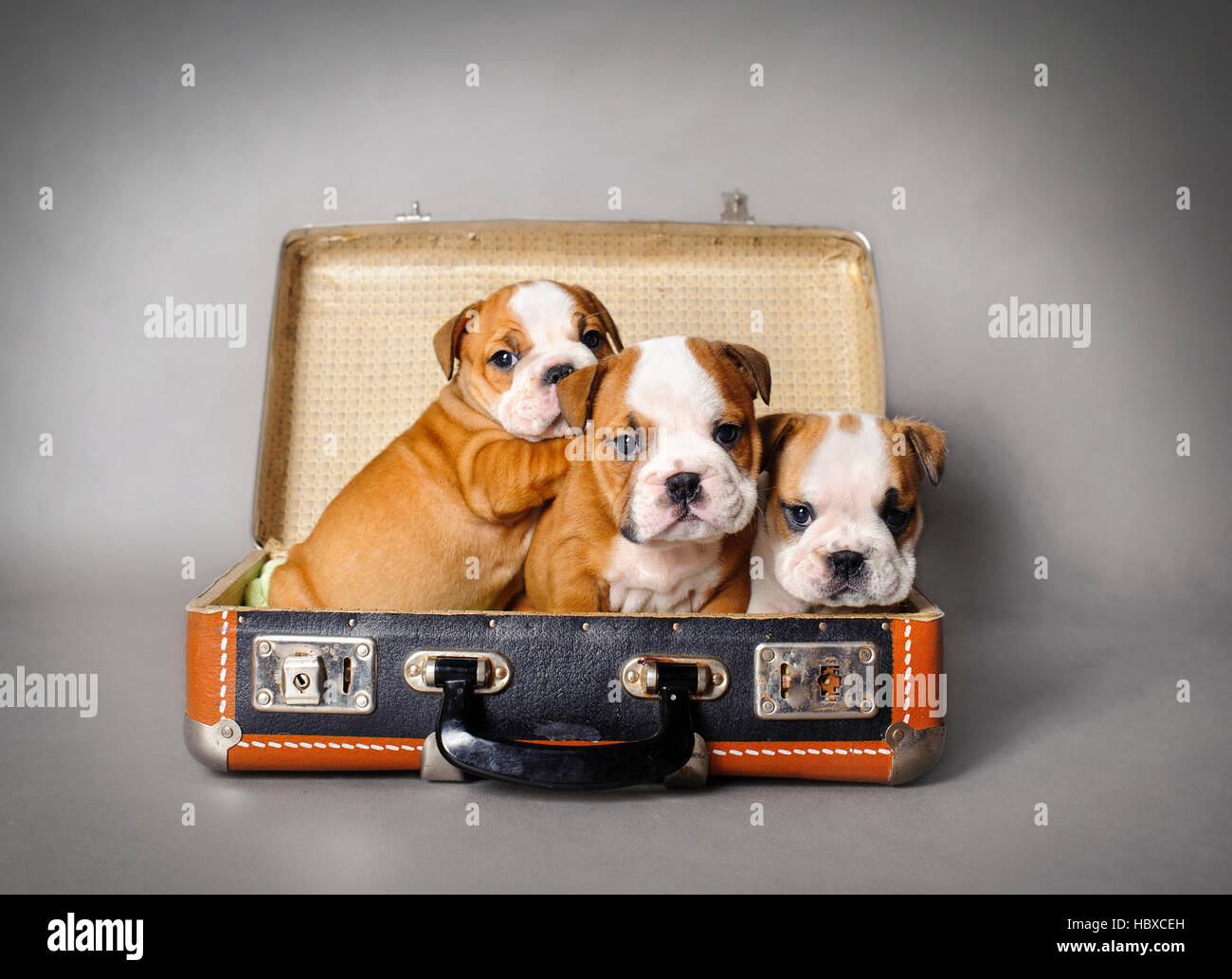 English bulldog puppies in a vintage suitcase on grey background Stock Photo