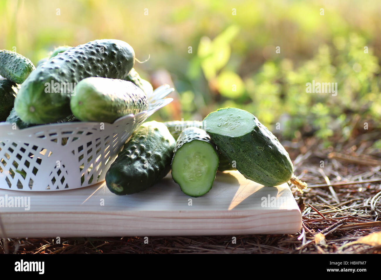 cucumber crop on the ground Stock Photo Alamy