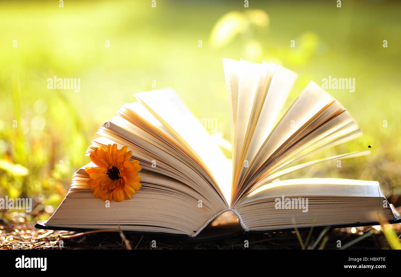 opened book in yellow autumn Stock Photo - Alamy