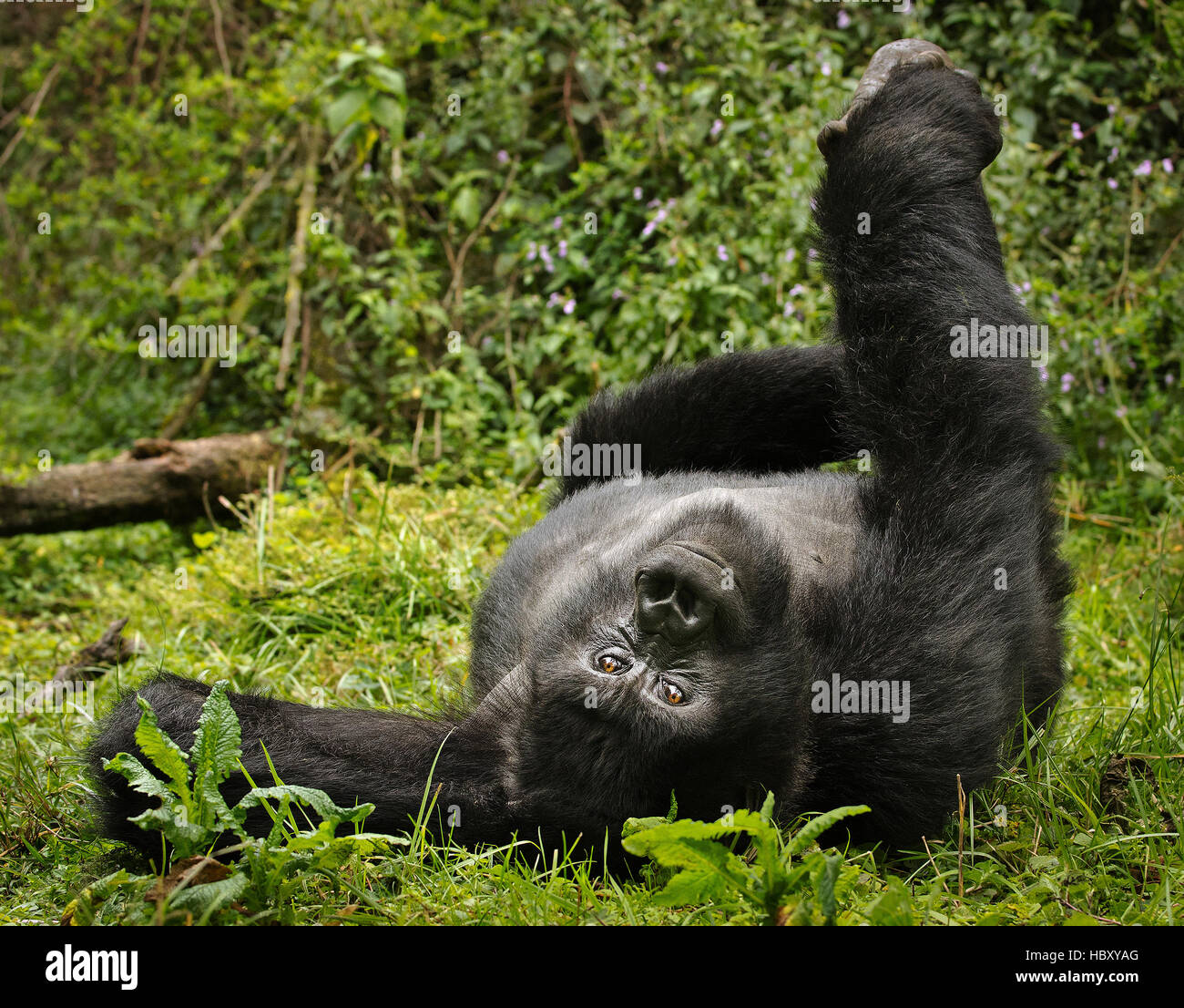Mountain Gorilla (Gorilla beringei beringei) yoga pose Stock Photo