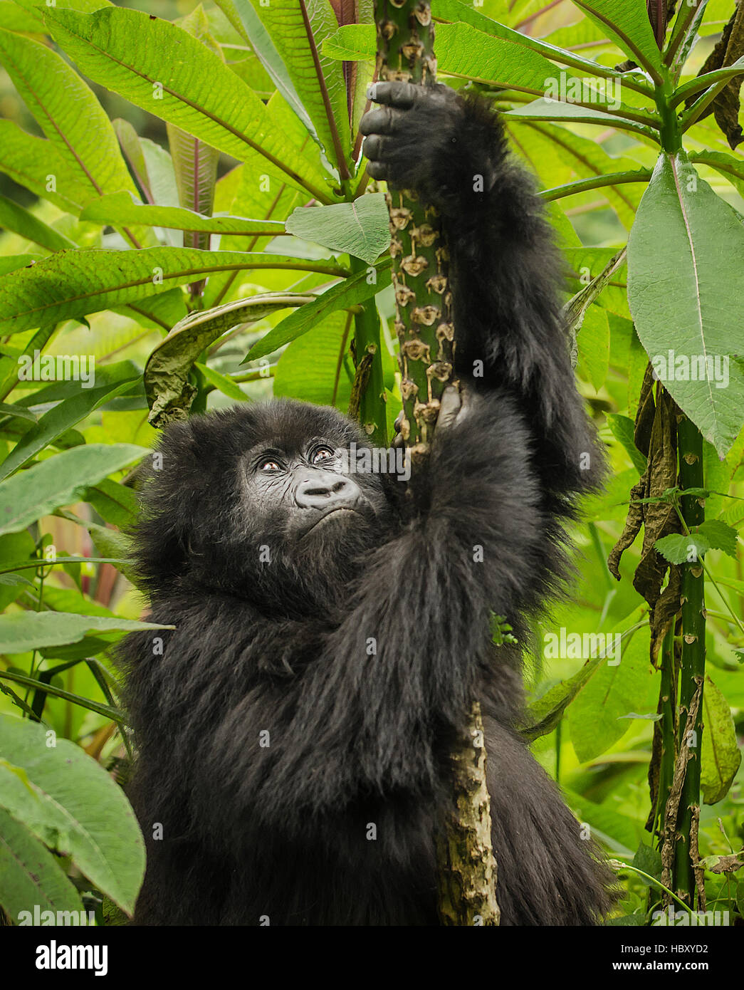 Mountain Gorilla (Gorilla beringei beringei) climbing Stock Photo