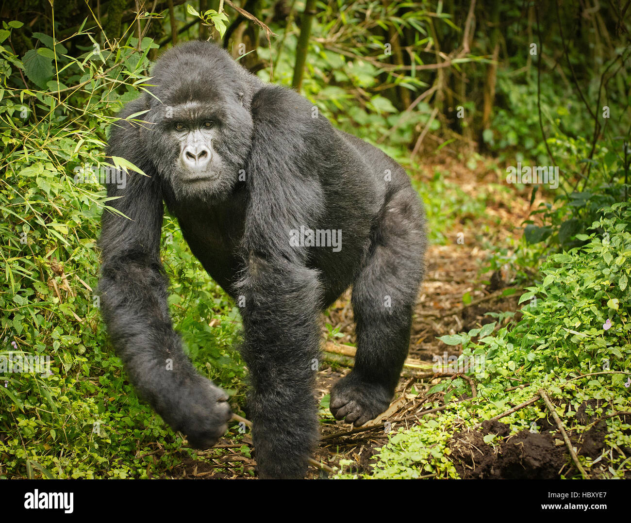 Charging blackback Mountain Gorilla (Gorilla beringei beringei) Stock Photo
