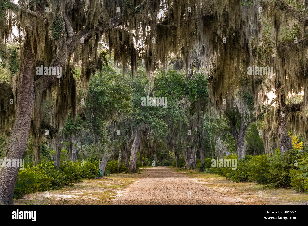 A dirt road passes under a stand of live oak trees and Spanish moss in