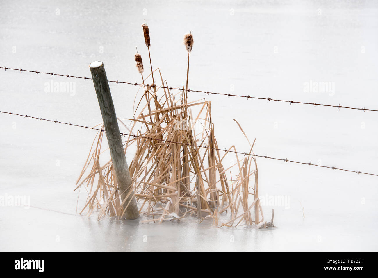 Bulrushes (cattails) beside a barbed wire fence in a frozen slough. Stock Photo
