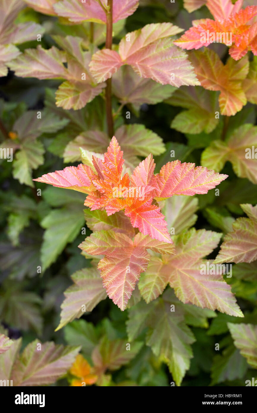 Physocarpus 'Amber Jubilee leaves in midsummer. Stock Photo