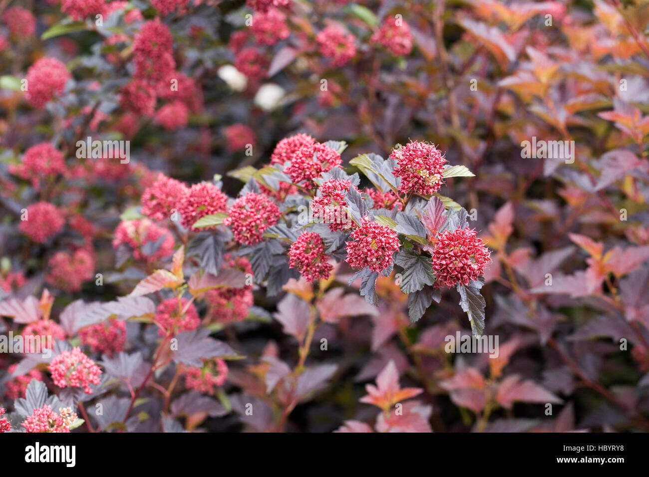 Physocarpus opulifolius in midsummer. Stock Photo