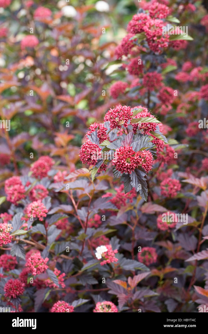 Physocarpus opulifolius in midsummer. Stock Photo