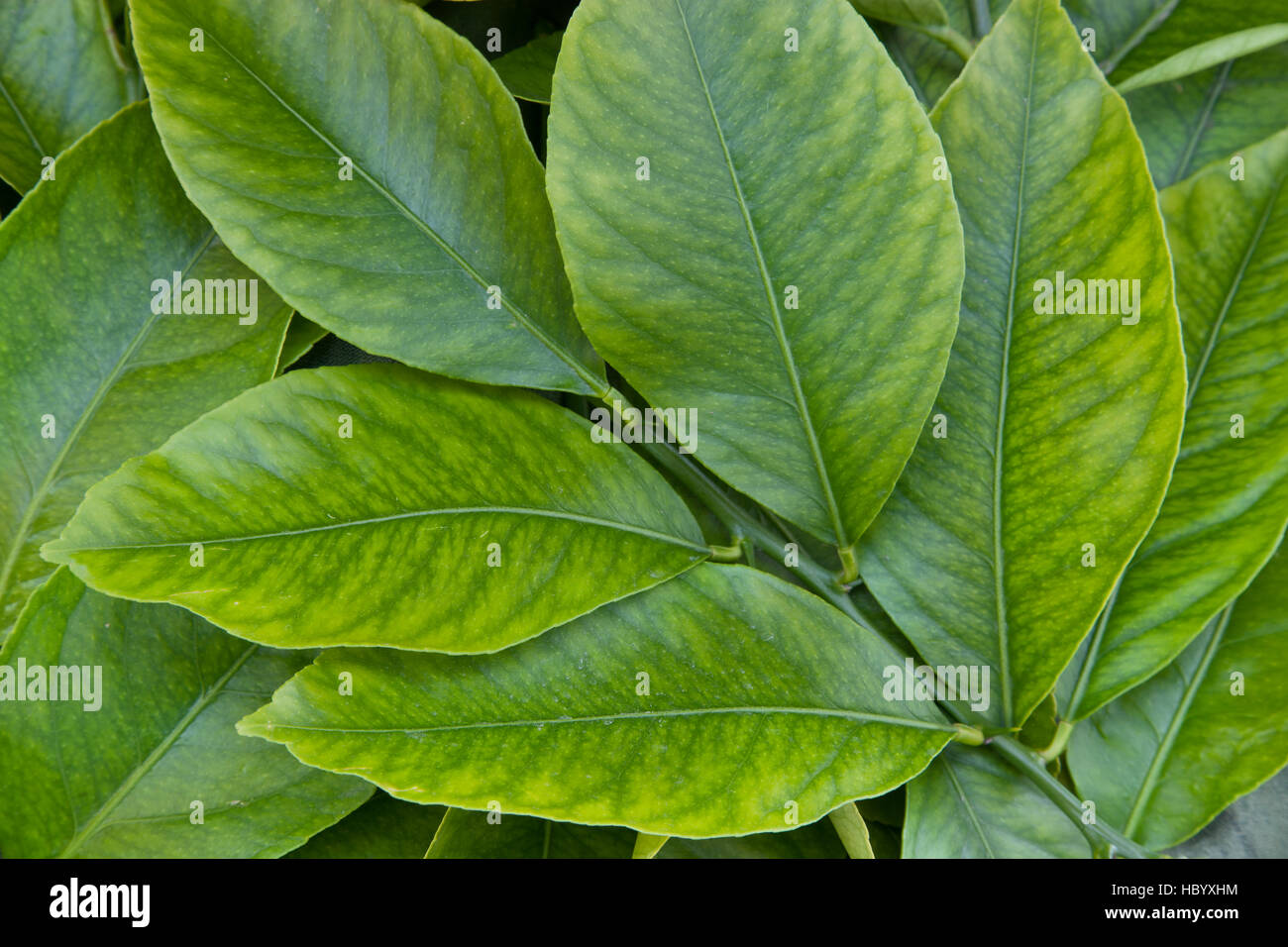 Young lemon leaves, branch 'Citrus limon'. Stock Photo