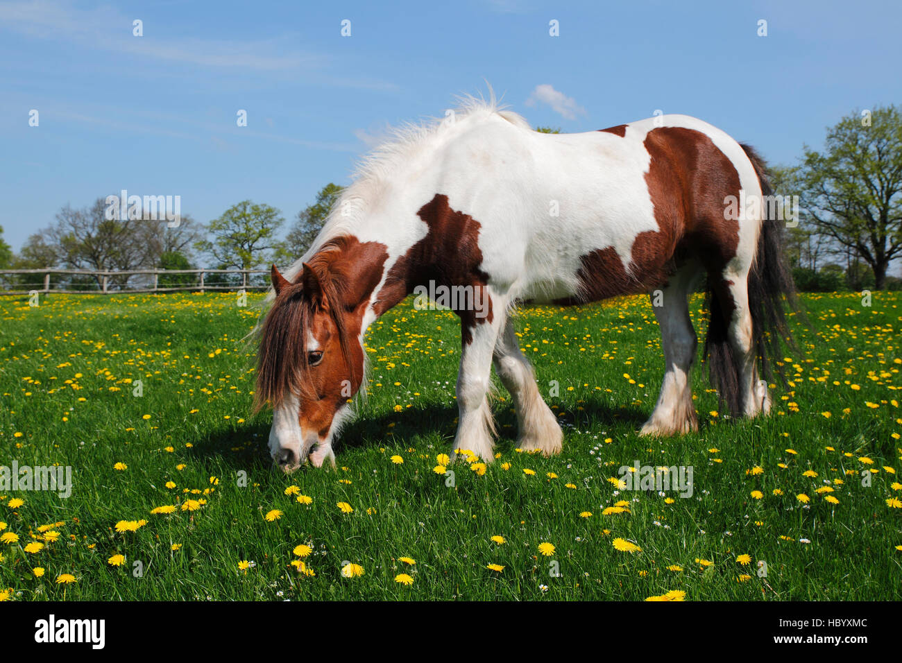 Tinker race horse, Przewalski's horse, Irish Tinker Pony (Equus