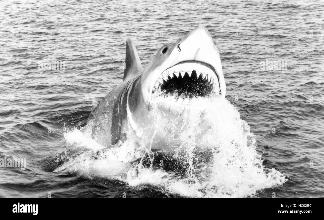 JAWS: THE REVENGE, great white shark, 1987. ©Universal/courtesy Everett