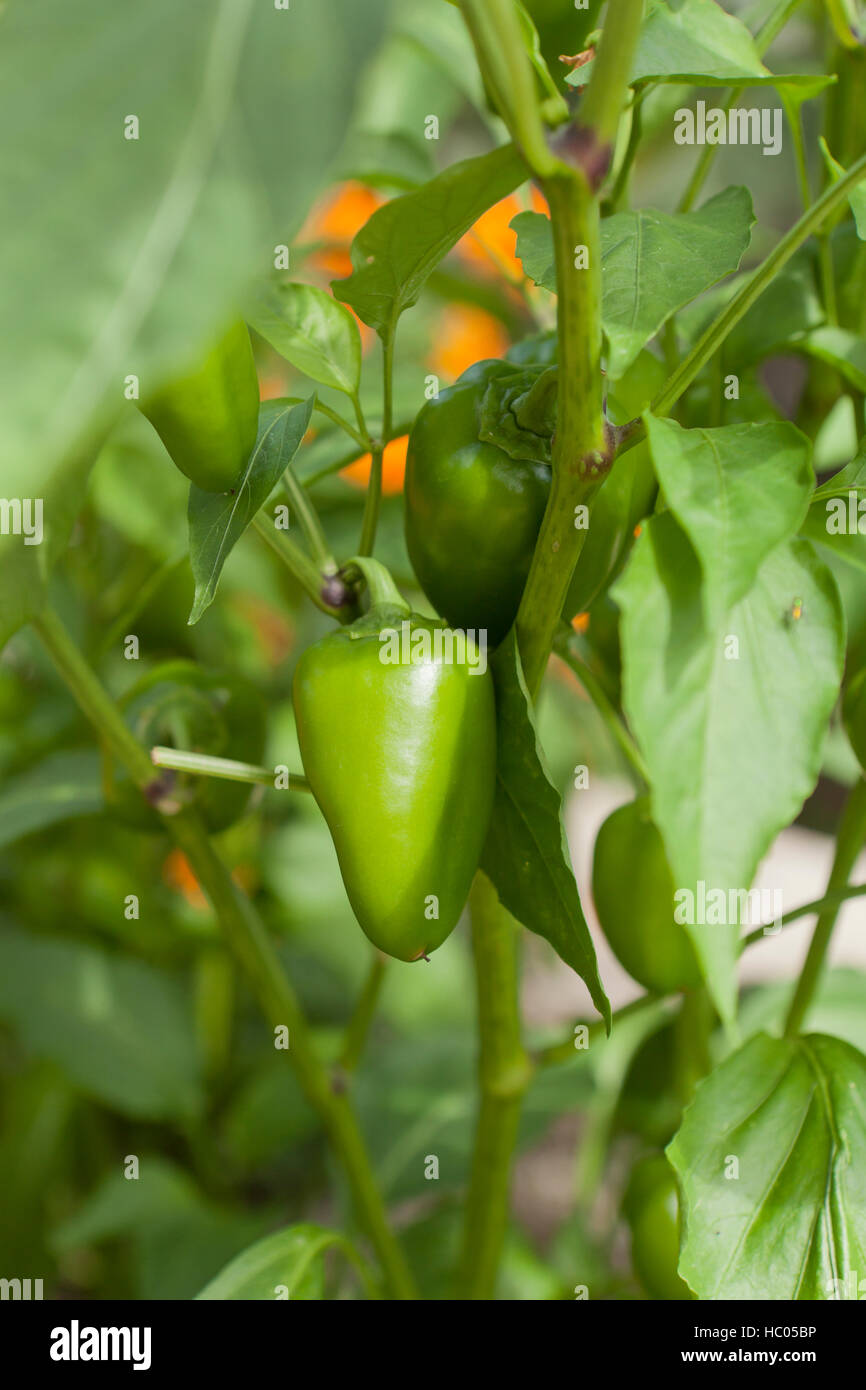 Chili peppers growing on plant in garden USA Stock Photo Alamy