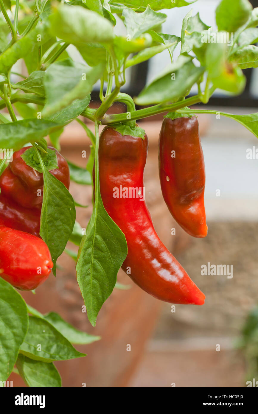 Red chili peppers on plant - USA Stock Photo