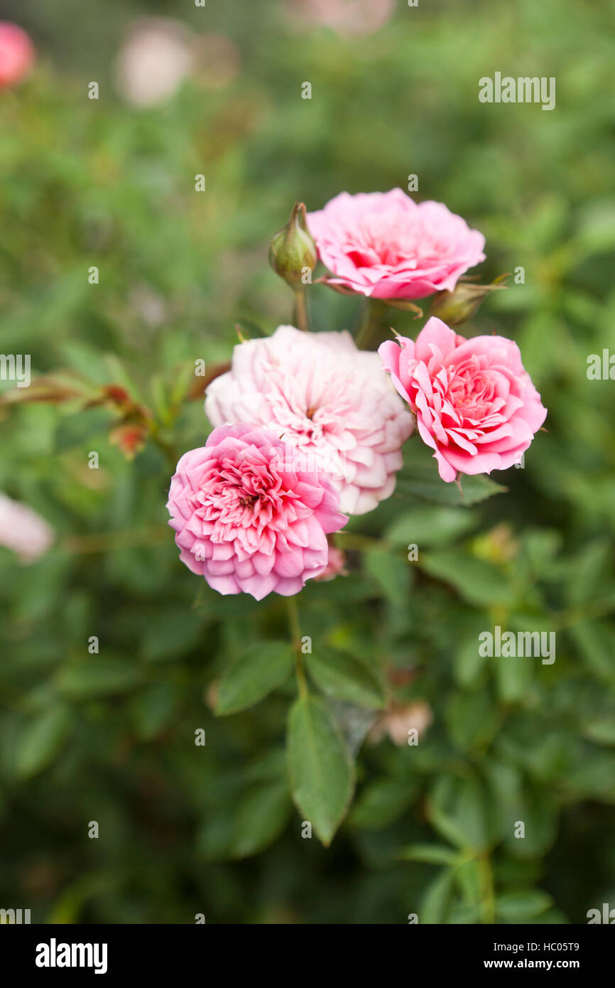 Rosa 'Gartendirektor Otto Linne' shrub rose flowers - USA Stock Photo