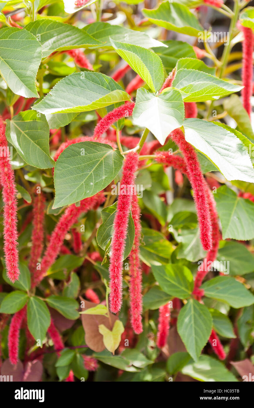 Chenille plant, aka Copperleaf plant (Acalypha) in full bloom - USA Stock Photo