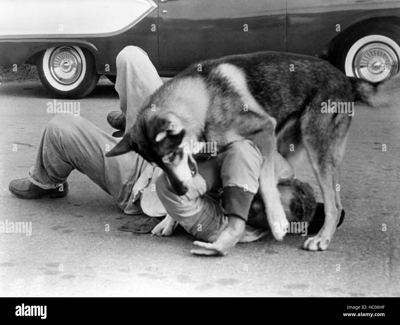 THE LITTLEST HOBO, London the Dog, 1958 Stock Photo Alamy