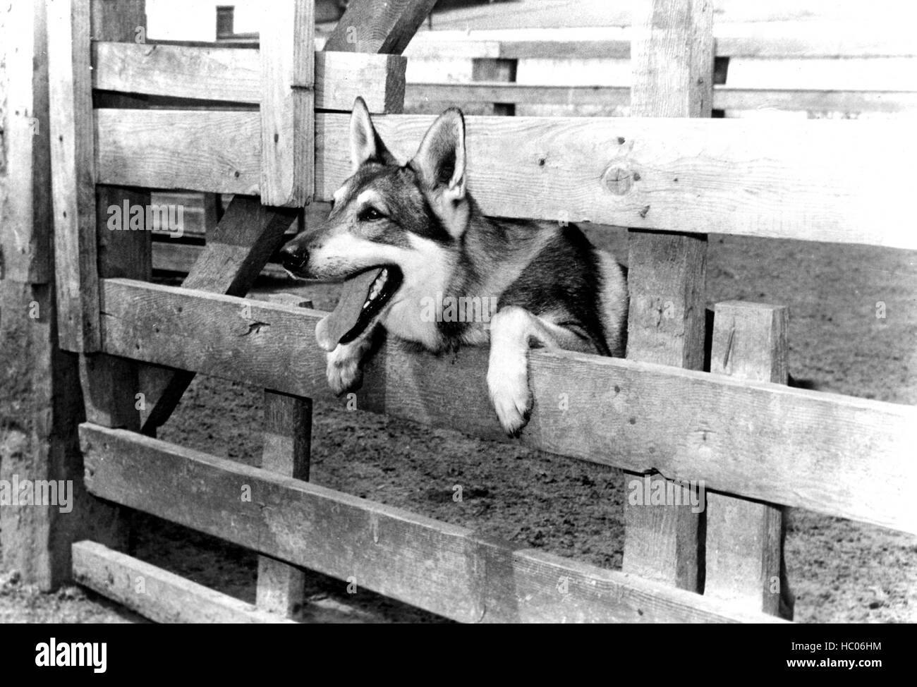 THE LITTLEST HOBO, London the Dog, 1958 Stock Photo Alamy
