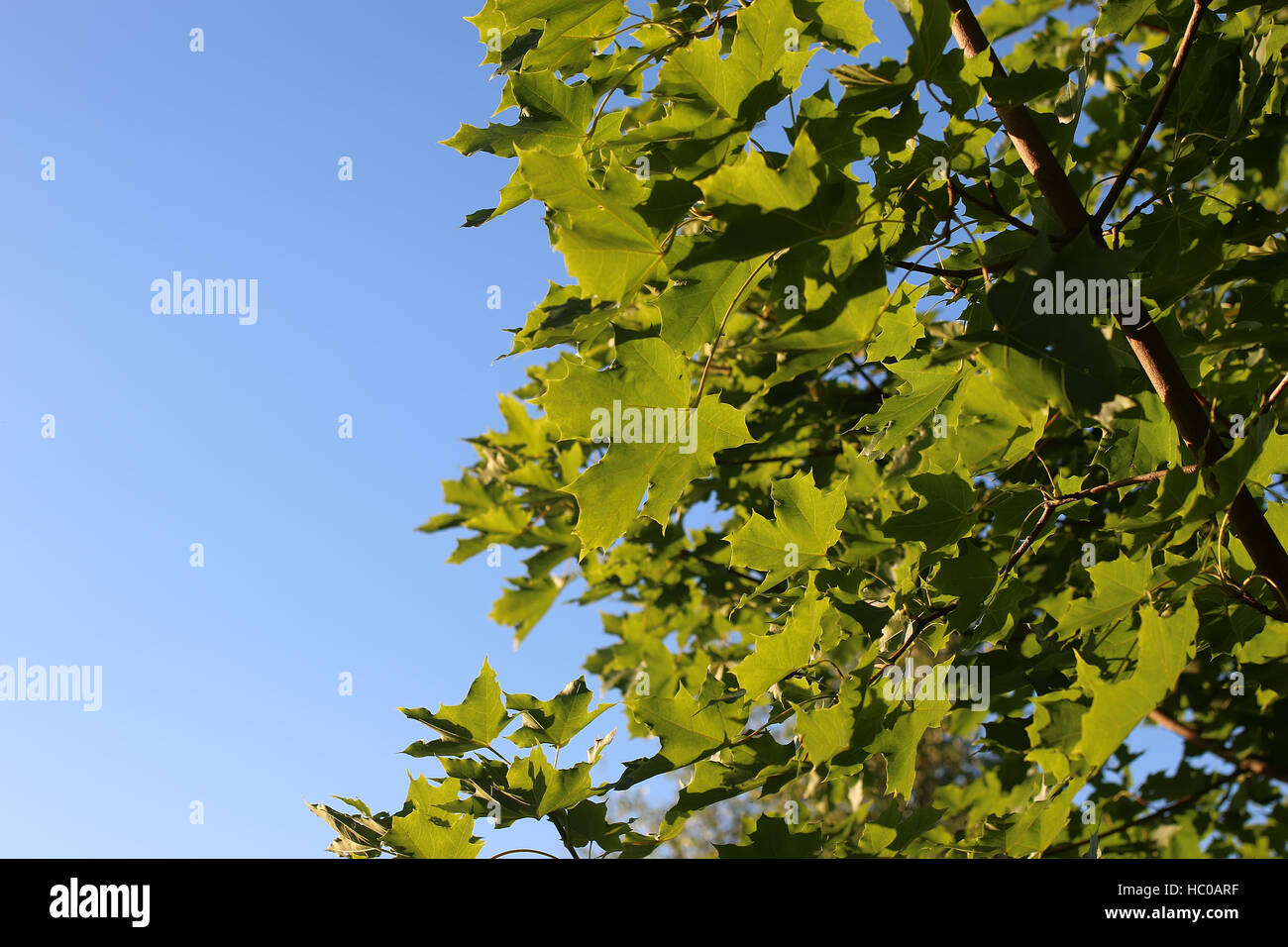 maple leaves against the sky Stock Photo - Alamy