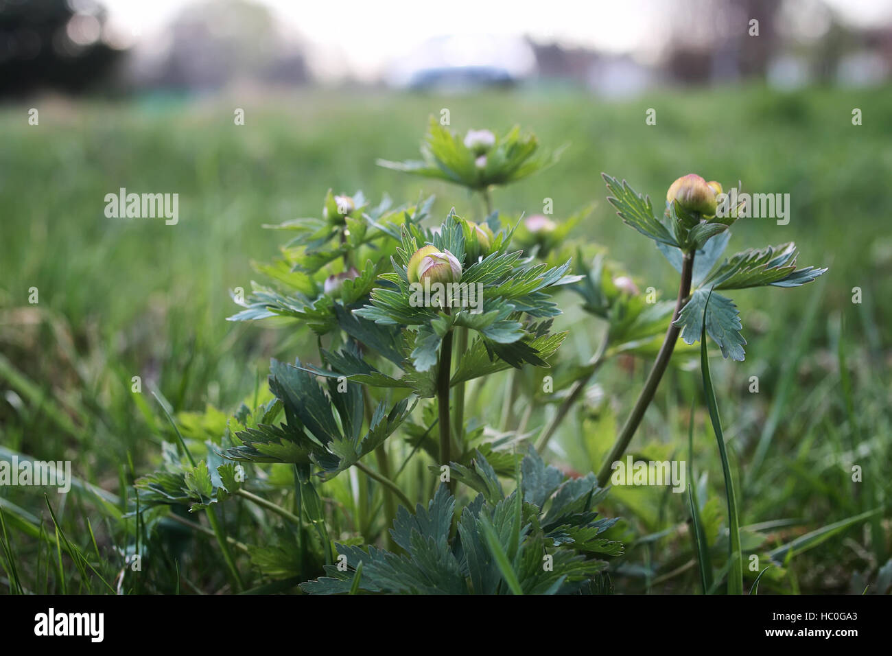 wild spring flower in a field Stock Photo - Alamy