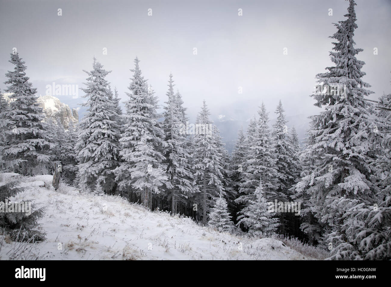 winter wonderland - Christmas background with snowy fir trees in the ...