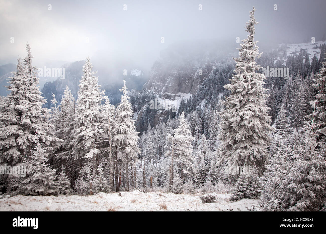 winter wonderland - Christmas background with snowy fir trees in the ...