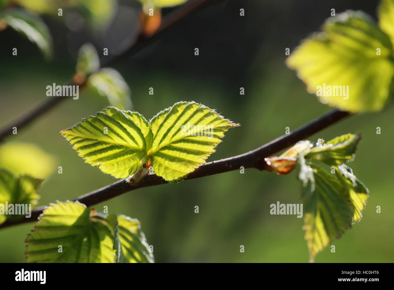 fresh spring leaves on a tree Stock Photo - Alamy