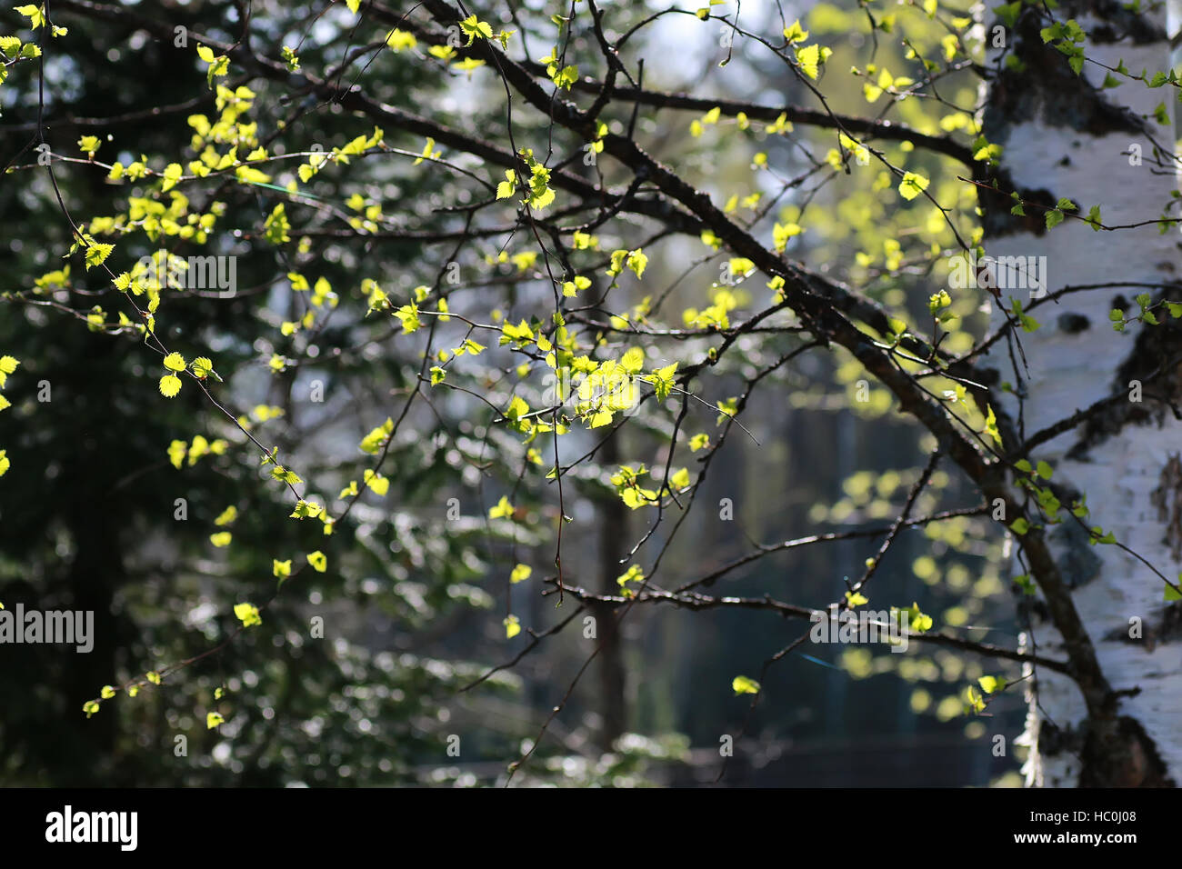 fresh spring leaves on a tree Stock Photo - Alamy