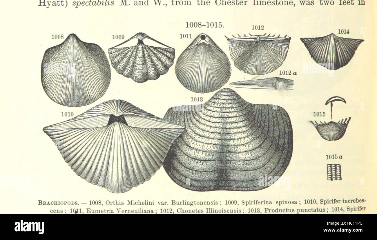 Image taken from page 652 of '[Manual of Geology: treating of the principles of the science with special reference to American geological history ... Revised edition.]' Image taken from page 652 of '[Manual of Geology treating Stock Photo