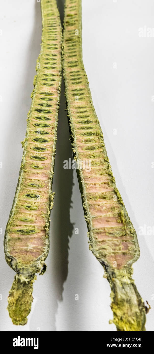 seed pod of Cassia leptophylla - Gold Medallion Tree Stock Photo