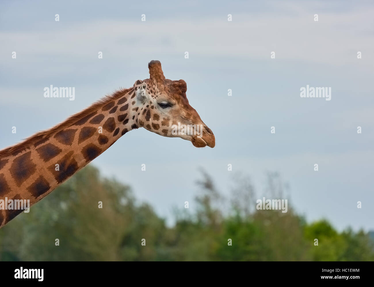 The height of a giraffe Stock Photo Alamy