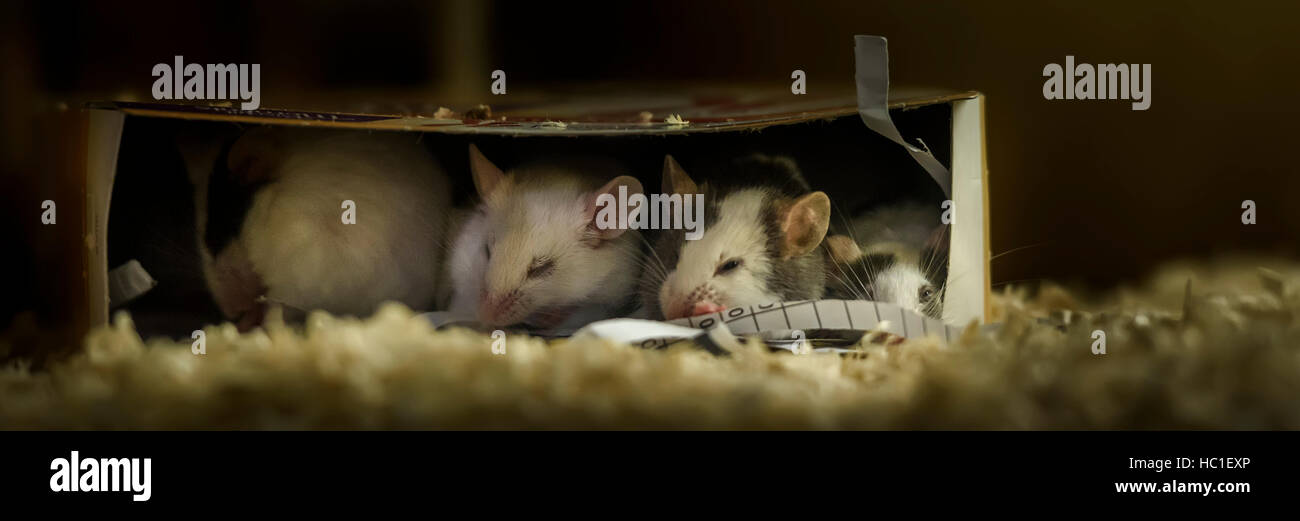 Mice nest hires stock photography and images Alamy
