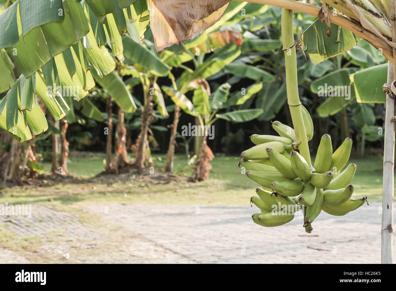 Unrip bananas in the bananas garden Stock Photo Alamy