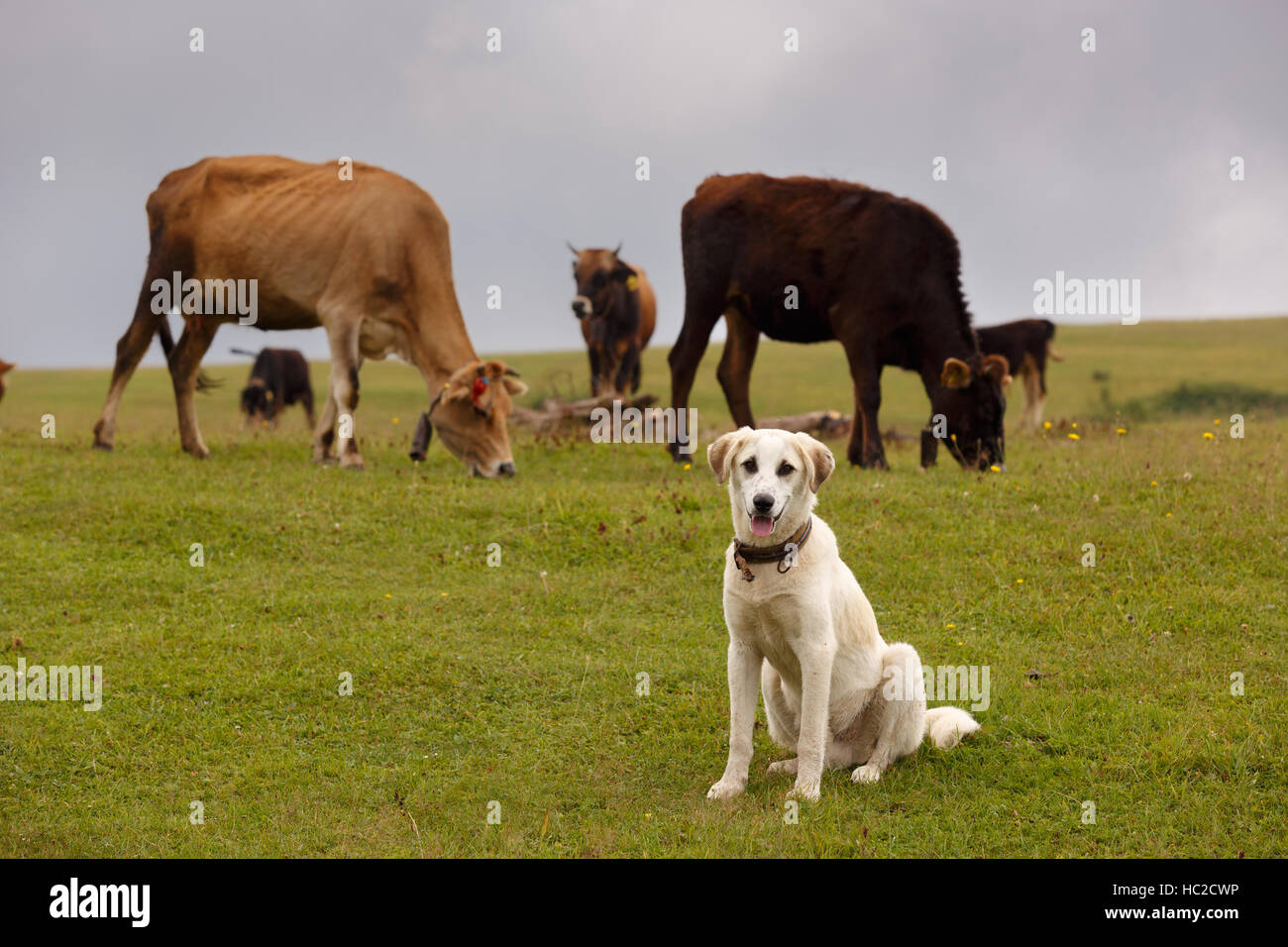 Guardian animals hi-res stock photography and images - Alamy