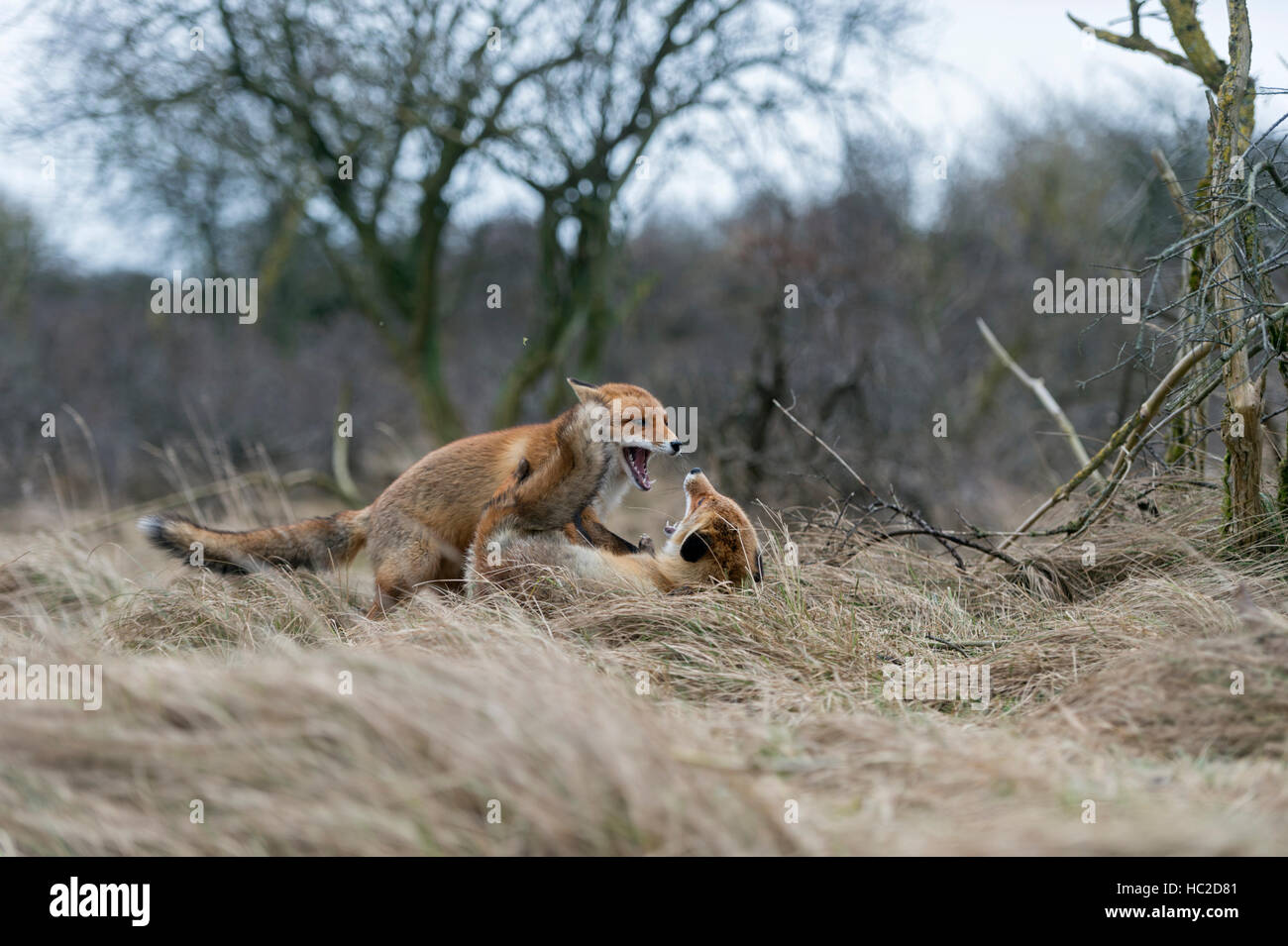 Red Foxes / Rotfuechse ( Vulpes vulpes ) in heavy fight during their rutting season in February, wildlife Europe. Stock Photo