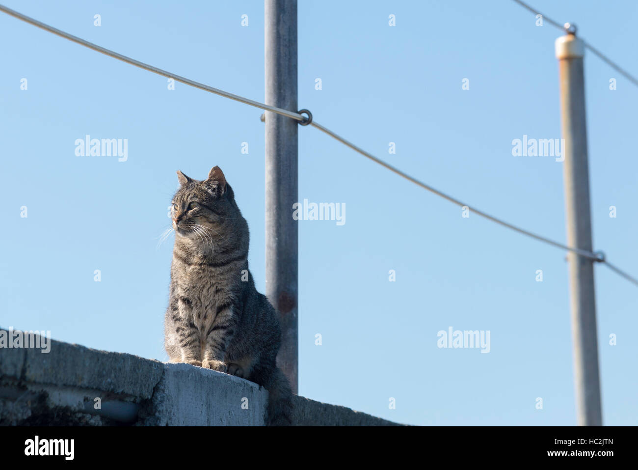 Cat, Crescent City, California. Stock Photo