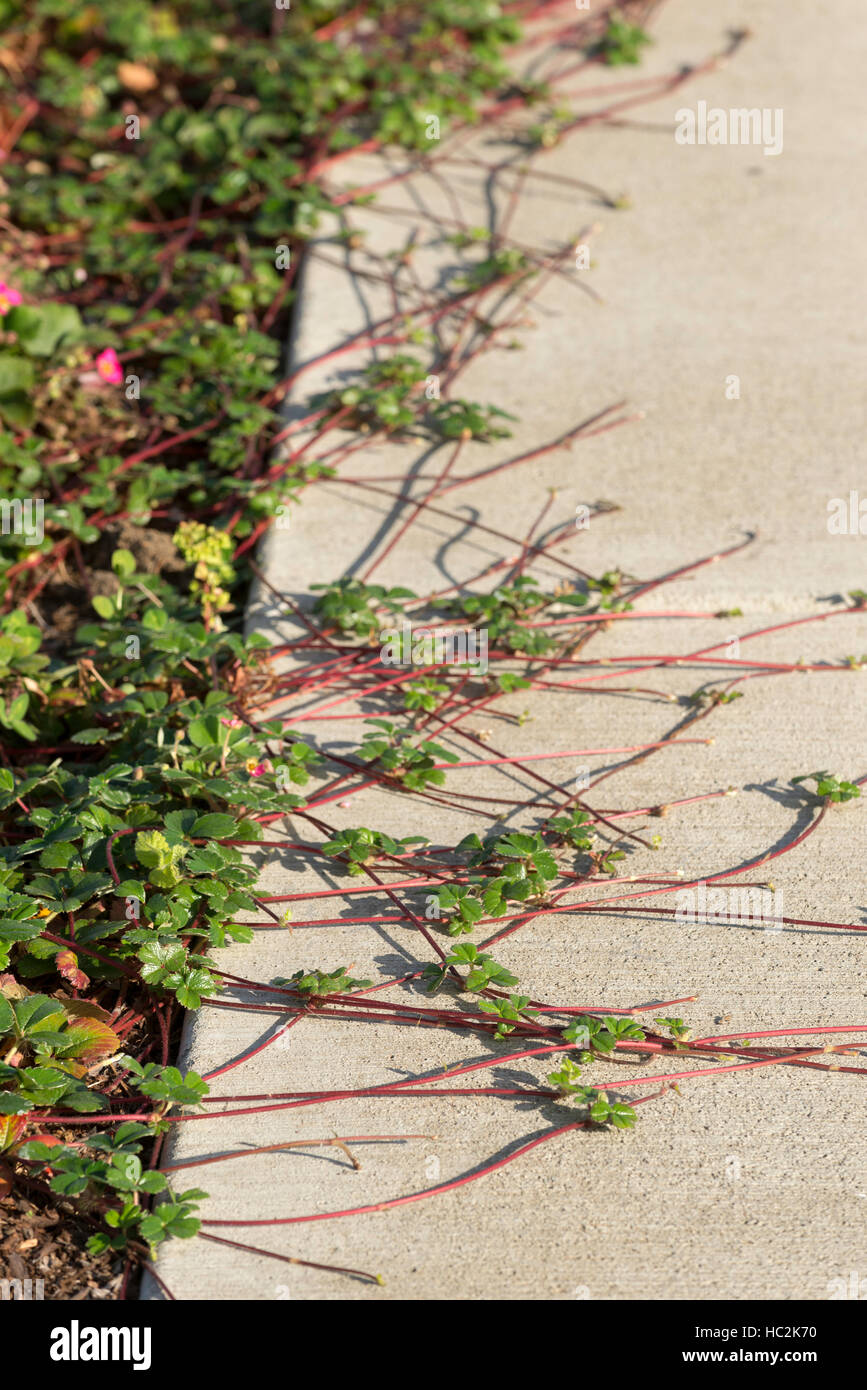 Spreading plants hires stock photography and images Alamy