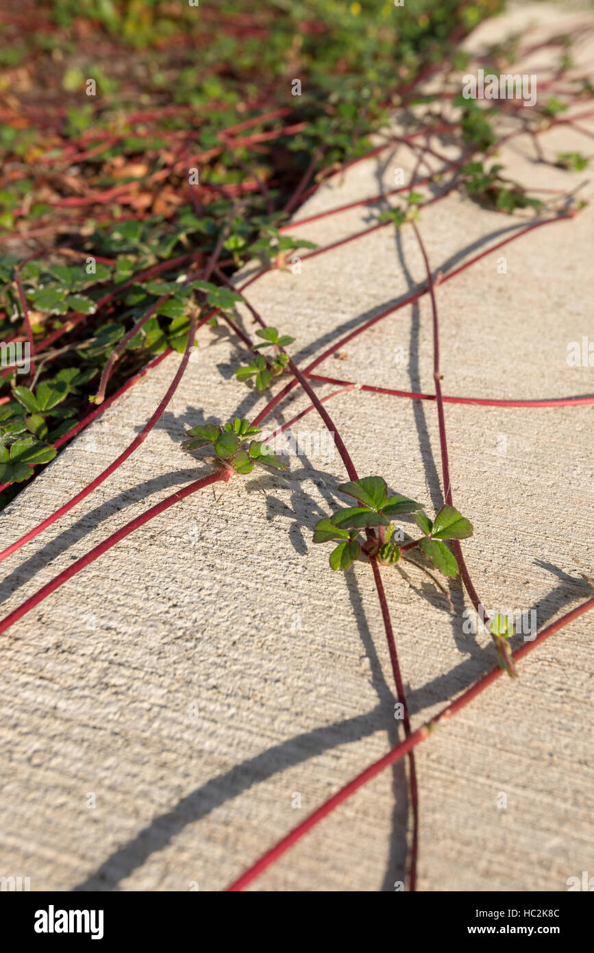 Strawberry plants spreading over a sidewalk in Coos Bay, Oregon. Stock Photo