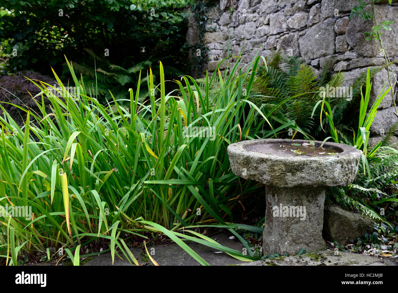 Stone bird bath patio area garden design feature centerpiece shad shaded shady RM floral Stock Photo