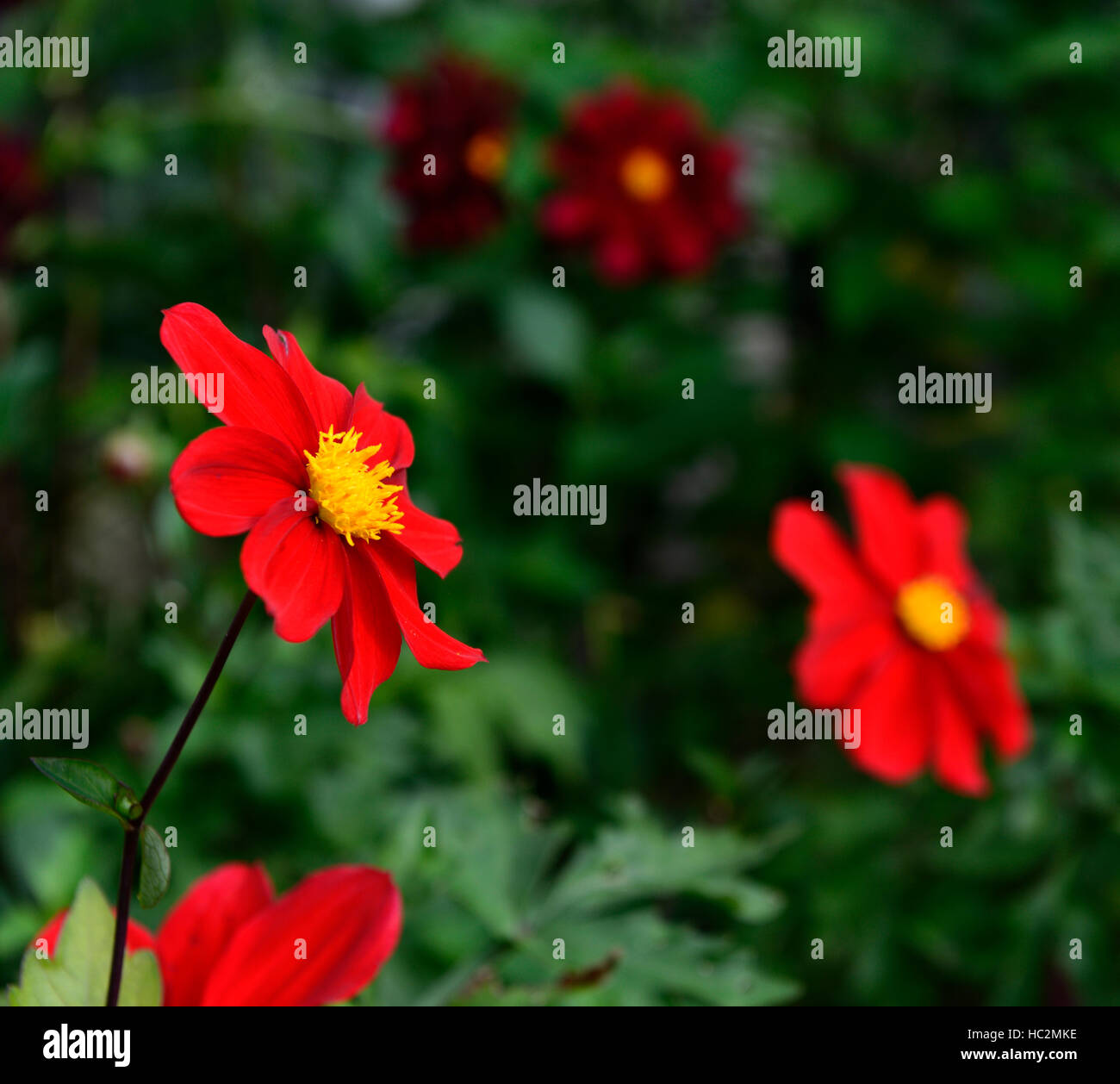 red scarlet dahlia dahlias single flowers flowering seedling seedlings perennial RM Floral Stock Photo