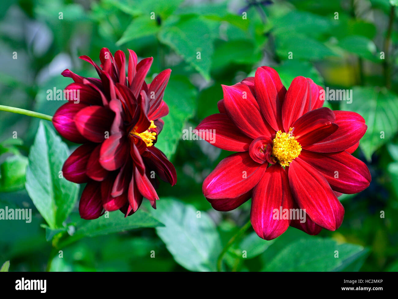 red scarlet dahlia dahlias single flowers flowering seedling seedlings perennial RM Floral Stock Photo