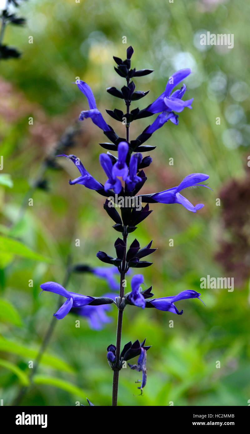 salvia amistad purple sage sages flower flowers flowering tender perennial bed border display