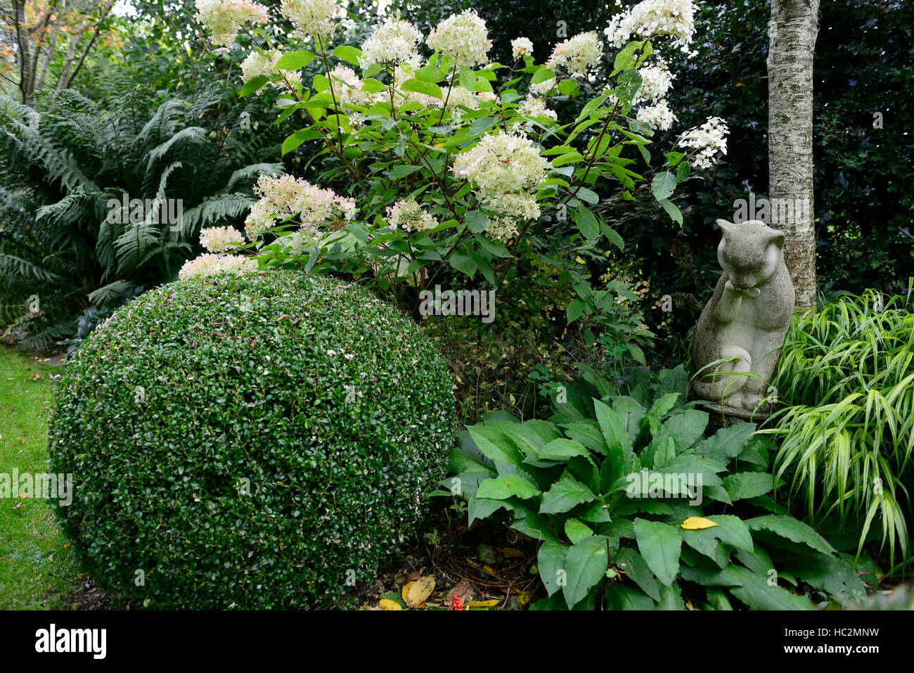 hydrangea paniculata white flowers panicle pulmonaria ball box topiary ...
