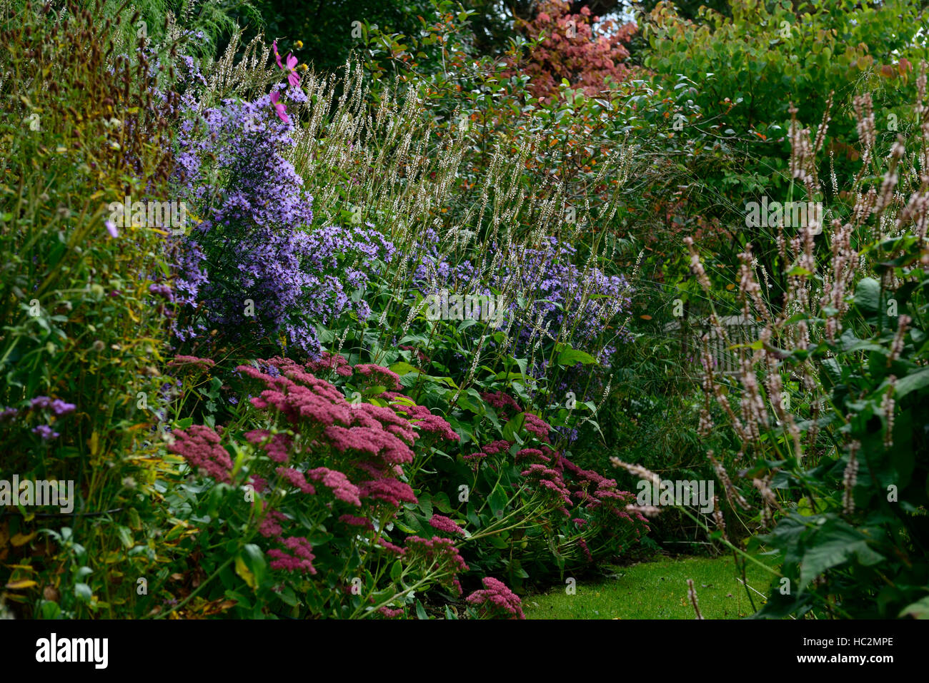 aster sedum persicaria white blue red mix mixed bed border display summer flower flowers flowering garden gardening RM Floral Stock Photo