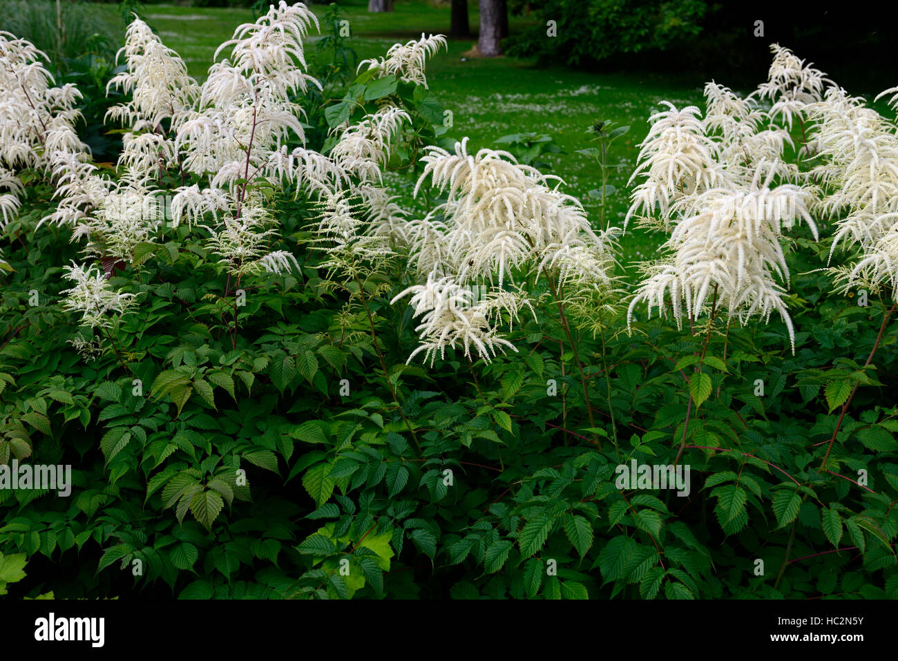 aruncus dioicus kneiffii goatsbeard white flower flowers flowering garden perennial RM floral Stock Photo