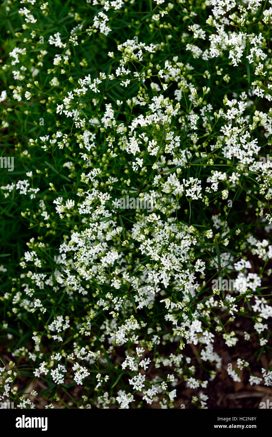 asperula hungarorum woodruff white flower flowers flowering spray RM Floral Stock Photo