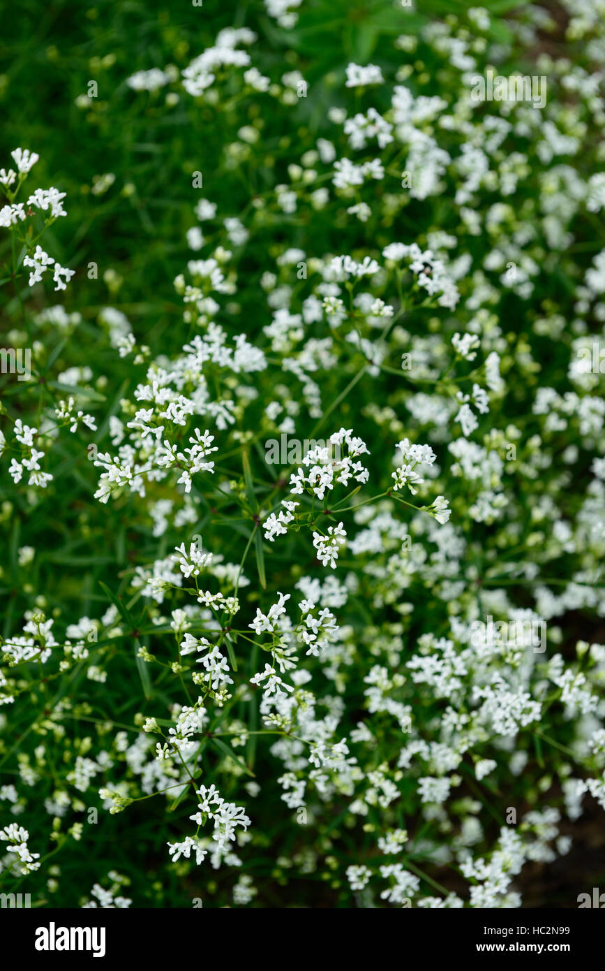 asperula hungarorum woodruff white flower flowers flowering spray RM Floral Stock Photo