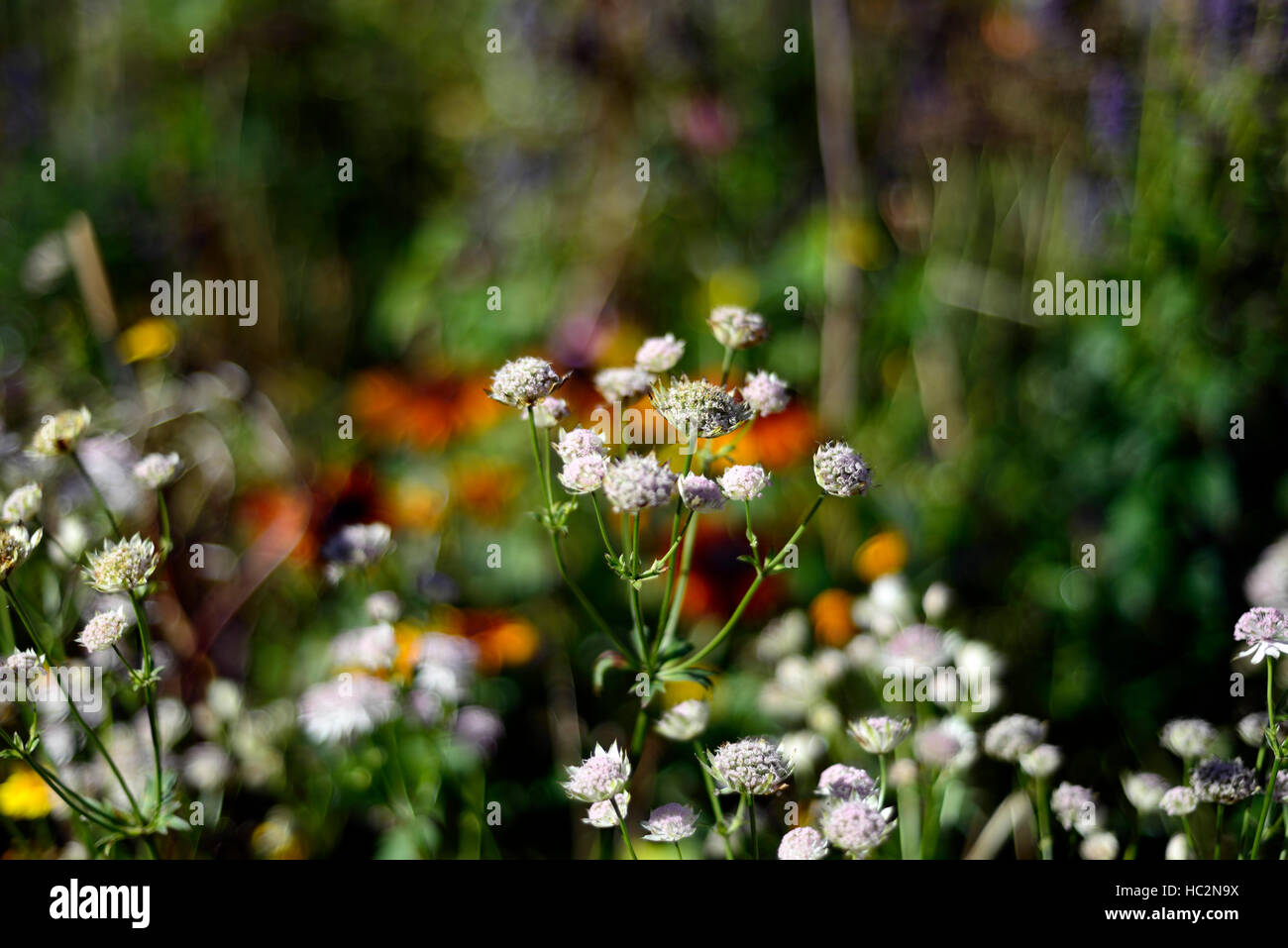 astrantia major alba white flower flowers flowering autumn mix mixed planting scheme RM Floral Stock Photo