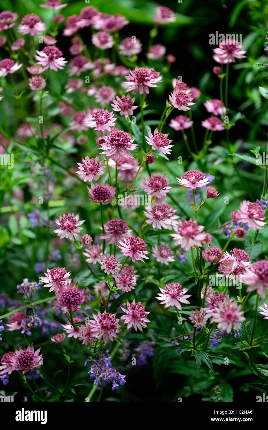 astrantia astrantia hadspen blood red white flower flowers flowering shade shady shaded mix mixed planting scheme RM Floral Stock Photo
