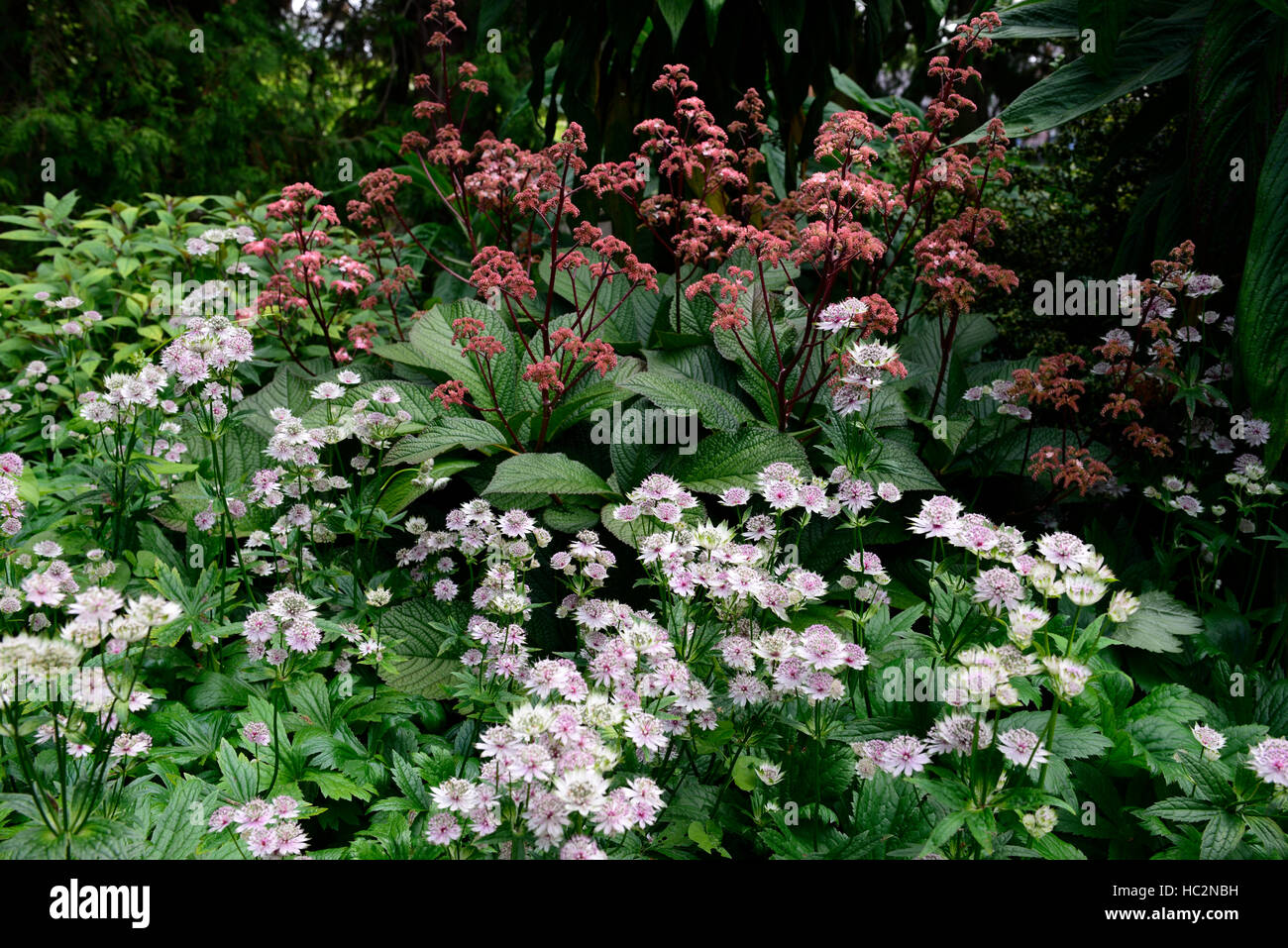 astrantia major rodgersia irish bronze red white flower flowers flowering shade shady shaded mix